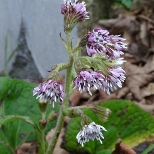 Photographie n°1064270 du taxon Petasites fragrans (Vill.) C.Presl [1826]