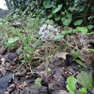 Photographie n°1064279 du taxon Petasites fragrans (Vill.) C.Presl [1826]