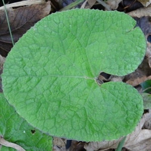 Photographie n°1064283 du taxon Petasites fragrans (Vill.) C.Presl [1826]