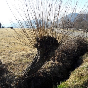 Photographie n°1064352 du taxon Salix alba var. vitellina (L.) Stokes [1812]