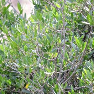 Photographie n°1064519 du taxon Phillyrea angustifolia L. [1753]