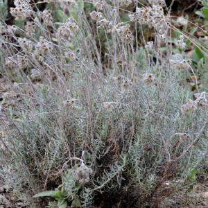 Photographie n°1064527 du taxon Helichrysum stoechas (L.) Moench [1794]