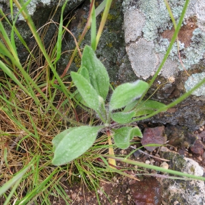 Photographie n°1065513 du taxon Plantago lagopus L. [1753]