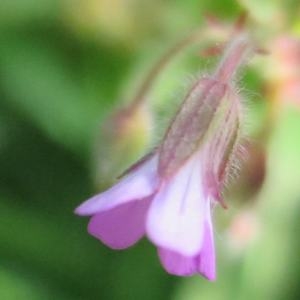 Photographie n°1065596 du taxon Geranium rotundifolium L. [1753]