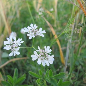 Photographie n°1066452 du taxon Coriandrum sativum L. [1753]