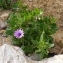  Ans Gorter - Dimorphotheca Hill [1753]