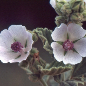Photographie n°1066747 du taxon Althaea officinalis L.