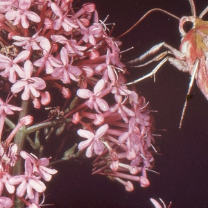 Photographie n°1066758 du taxon Centranthus ruber (L.) DC. [1805]