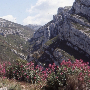 Photographie n°1066762 du taxon Centranthus ruber (L.) DC. [1805]