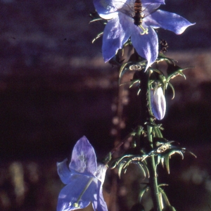 Photographie n°1067016 du taxon Campanula pyramidalis L. [1753]