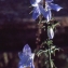  Liliane Roubaudi - Campanula pyramidalis L. [1753]