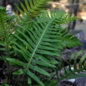 Photographie n°1068295 du taxon Polypodium interjectum Shivas [1961]