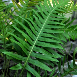 Photographie n°1068296 du taxon Polypodium interjectum Shivas [1961]