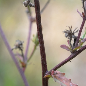 Photographie n°1068318 du taxon Picris hieracioides L. [1753]