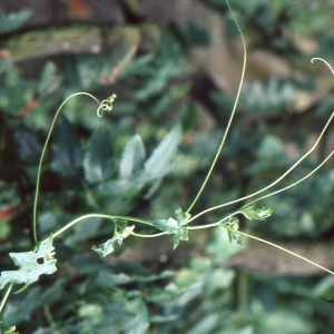 Photographie n°1068596 du taxon Bryonia dioica Jacq.