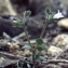  Liliane Roubaudi - Campanula erinus L.