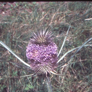 Photographie n°1068626 du taxon Dipsacus fullonum L. [1753]