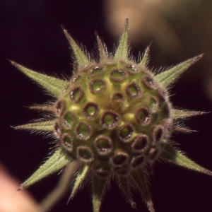 Photographie n°1068634 du taxon Knautia integrifolia (L.) Bertol. [1836]