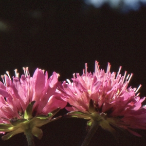  - Knautia purpurea (Vill.) Borbás [1894]