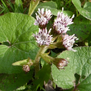 Photographie n°1069406 du taxon Petasites pyrenaicus (L.) G.López [1986]