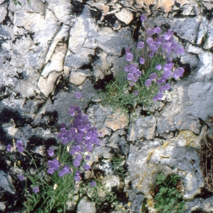  - Campanula rotundifolia subsp. macrorhiza (J.Gay ex A.DC.) Bonnier & Layens [1894]