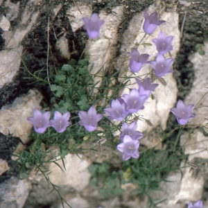  - Campanula rotundifolia subsp. macrorhiza (J.Gay ex A.DC.) Bonnier & Layens [1894]