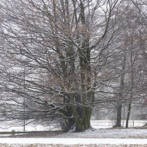 Photographie n°1069618 du taxon Carpinus betulus L. [1753]