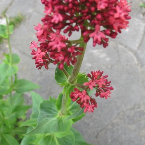 Photographie n°1069627 du taxon Centranthus ruber subsp. ruber