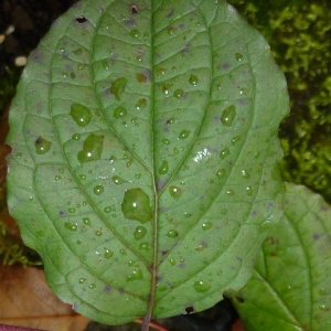  - Cornus sanguinea subsp. sanguinea