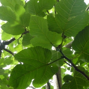 Photographie n°1069664 du taxon Ficus carica L. [1753]