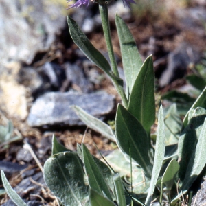 Photographie n°1069712 du taxon Centaurea montana L. [1753]