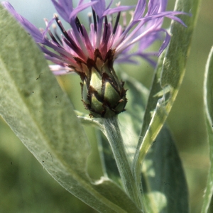 Photographie n°1069714 du taxon Centaurea montana L. [1753]