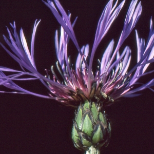 Photographie n°1069715 du taxon Centaurea montana L. [1753]