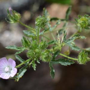 Photographie n°1069931 du taxon Malva setigera Spenn.