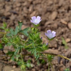 Photographie n°1069932 du taxon Malva setigera Spenn.