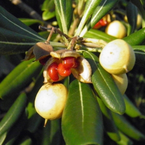 Photographie n°1069946 du taxon Pittosporum tobira (Thunb.) W.T.Aiton [1811]