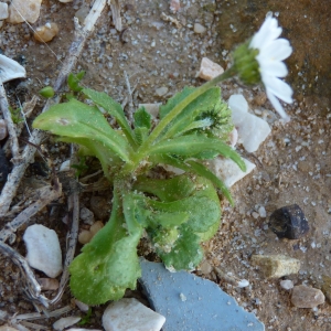  - Bellis annua subsp. microcephala (Lange) Nyman