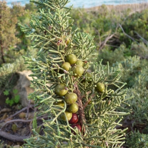 Photographie n°1069969 du taxon Juniperus phoenicea subsp. turbinata (Guss.) Arcang. [1882]