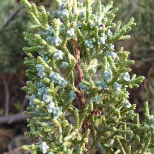 Photographie n°1069970 du taxon Juniperus phoenicea subsp. turbinata (Guss.) Arcang. [1882]
