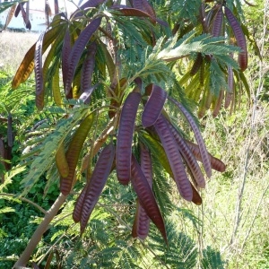 Photographie n°1069971 du taxon Leucaena leucocephala (Lam.) de Wit [1961]