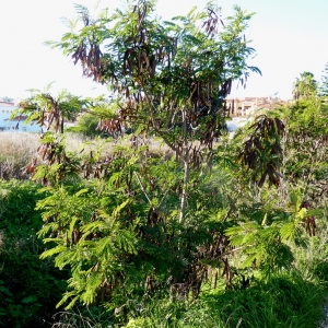 Photographie n°1069973 du taxon Leucaena leucocephala (Lam.) de Wit [1961]