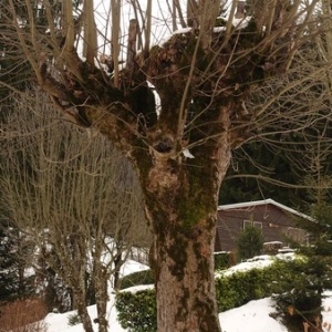 Photographie n°1070234 du taxon Acer pseudoplatanus L. [1753]