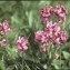  Liliane Roubaudi - Pedicularis fasciculata subsp. cenisia (Gaudin) Bonnier & Layens [1894]
