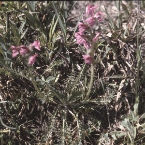 Photographie n°1070451 du taxon Pedicularis fasciculata subsp. cenisia (Gaudin) Bonnier & Layens [1894]