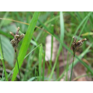 Carex refracta Roth (Laiche de Schreber)