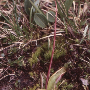 Photographie n°1070768 du taxon Pinguicula alpina L.