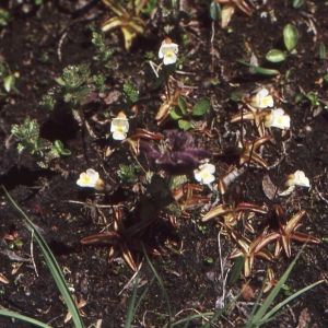 Photographie n°1070771 du taxon Pinguicula alpina L.