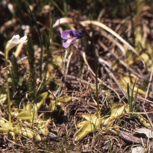 Photographie n°1070773 du taxon Pinguicula alpina L.