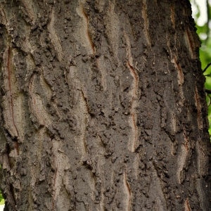 Photographie n°1071540 du taxon Celtis occidentalis L. [1753]