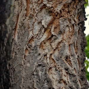 Photographie n°1071544 du taxon Celtis occidentalis L. [1753]